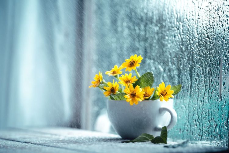 梅雨　雨が降る窓辺の花